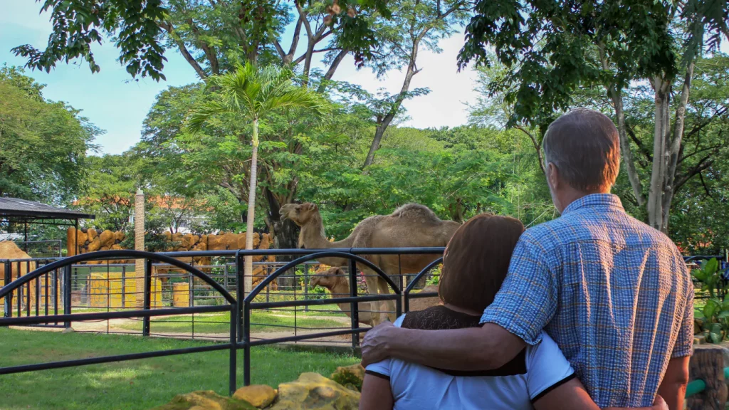 Couple amoureux en train d'observer les chameaux au zoo